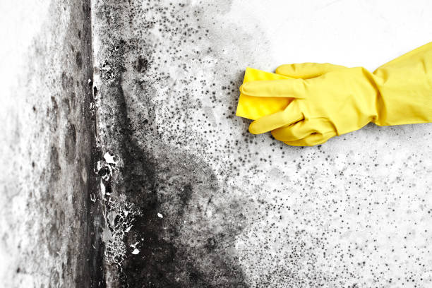 Best Mold Cleaning Services  in Crowley Lake, CA