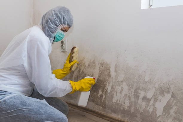 Trusted Crowley Lake, CA Mold Removal Experts