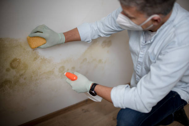 Best Mold Testing  in Crowley Lake, CA
