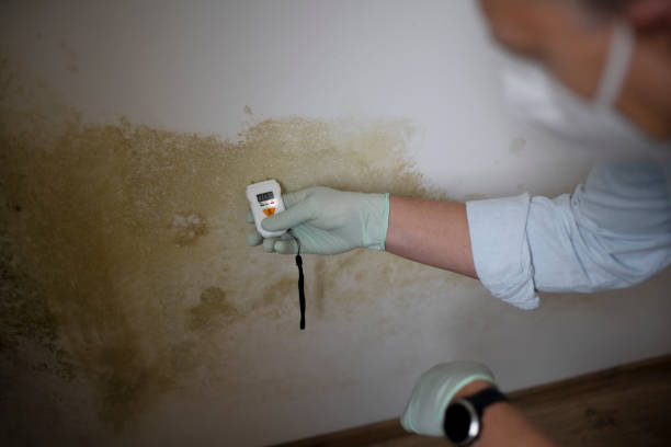 Best Residential Mold Removal  in Crowley Lake, CA