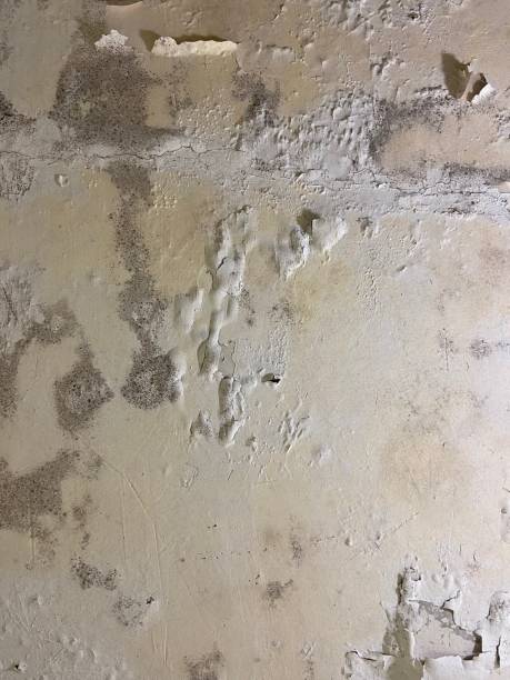Best Commercial Mold Removal  in Crowley Lake, CA
