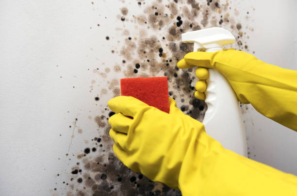 Best Mold Damage Repair  in Crowley Lake, CA