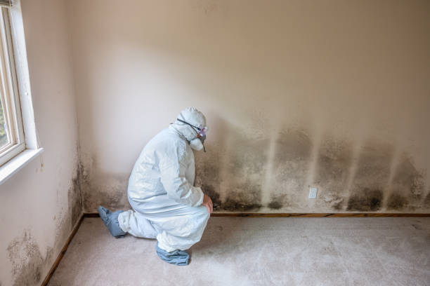 Best Mold Testing  in Crowley Lake, CA
