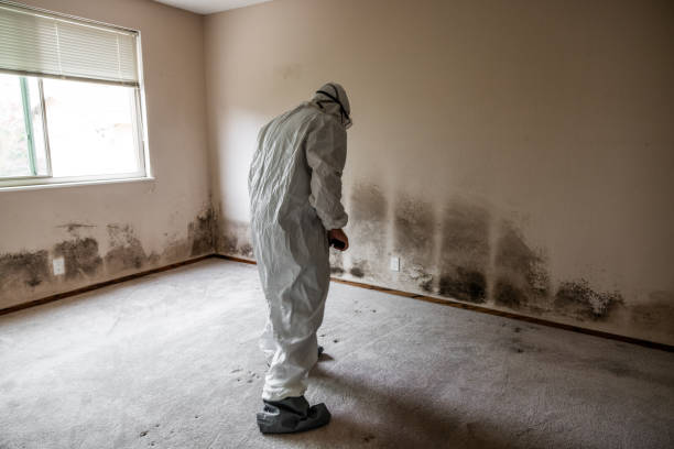 Best Certified Mold Removal  in Crowley Lake, CA