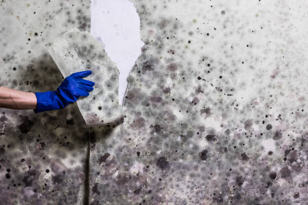 Best Toxic Mold Removal  in Crowley Lake, CA