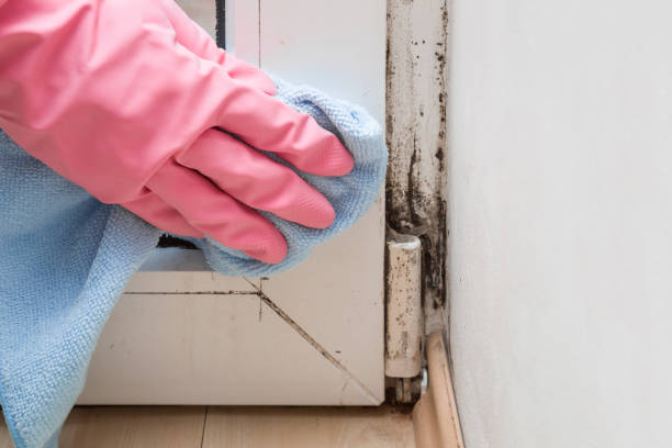 Best Best Mold Removal Companies  in Crowley Lake, CA