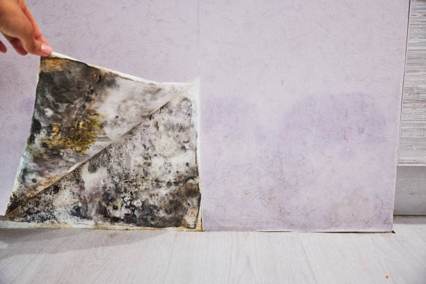 Best Residential Mold Removal  in Crowley Lake, CA